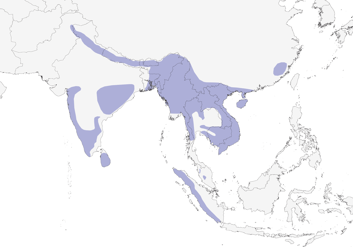 Lesser Yellownape, 分布 1
