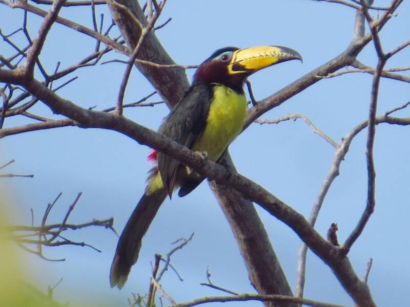 Lettered Aracari