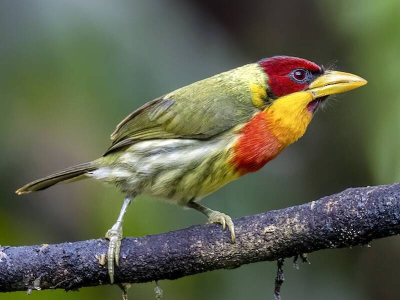 Lemon-throated Barbet (Eubucco richardsoni)