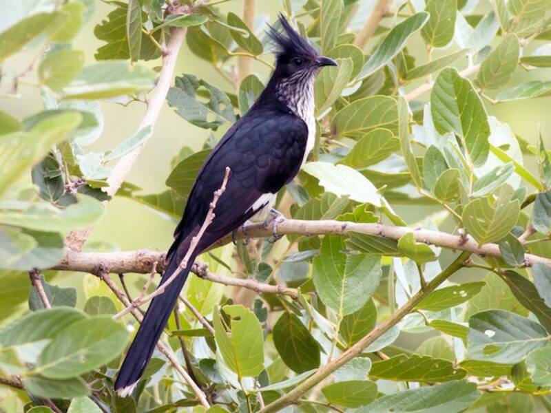 Levaillant's Cuckoo
