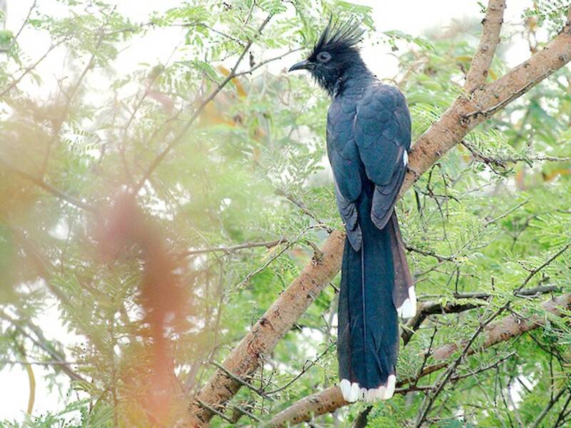 Levaillant's Cuckoo, Photos 3