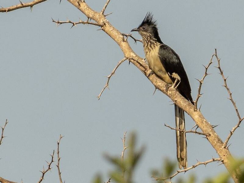 Levaillant's Cuckoo, Photos 2