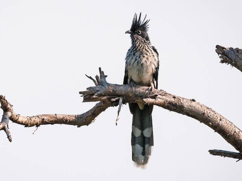 Levaillant's Cuckoo, Photos 4