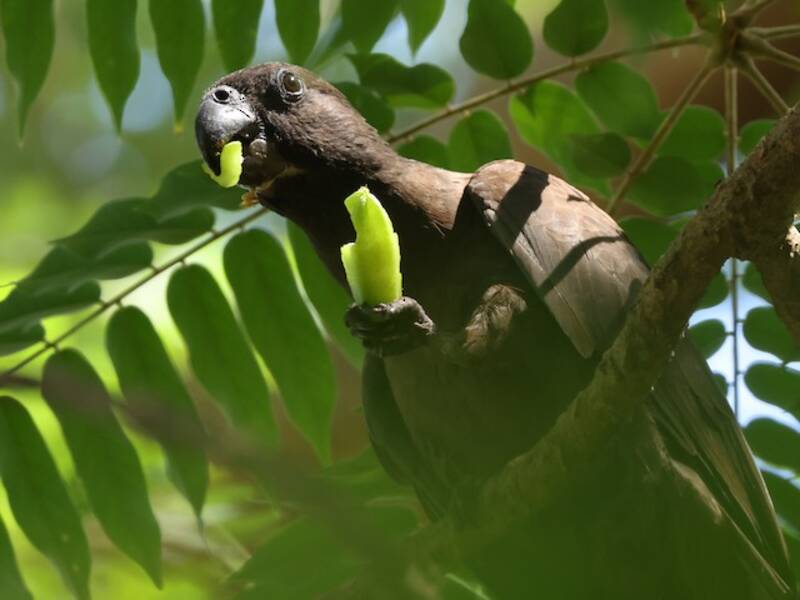Perroquet noir des Comores, Photos 3