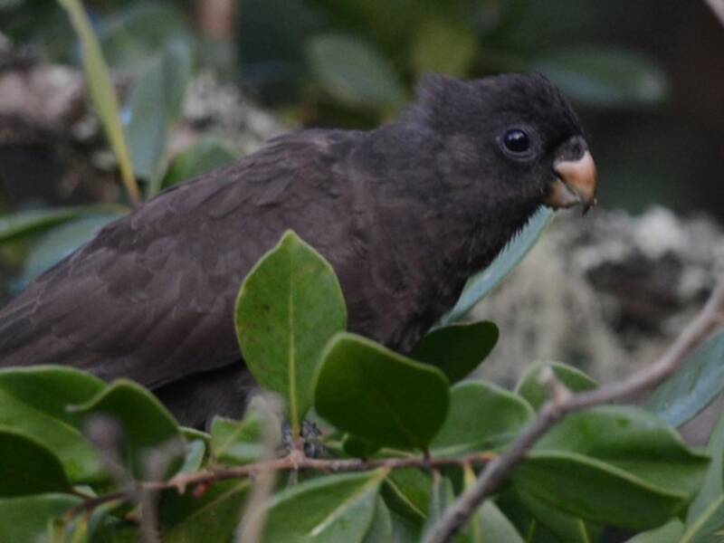 Comoro Black Parrot