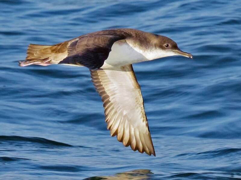 Puffin yelkouan