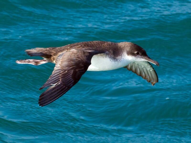 Puffin yelkouan, Photos 3