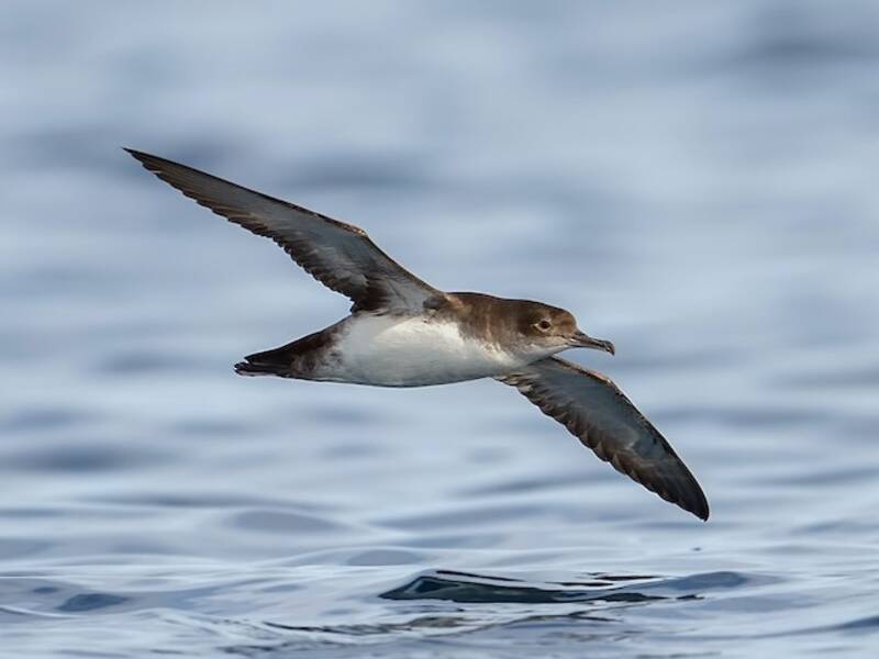 Puffin yelkouan, Photos 2