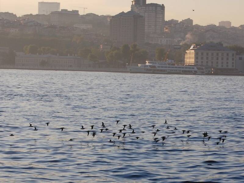 Puffin yelkouan, Photos 4