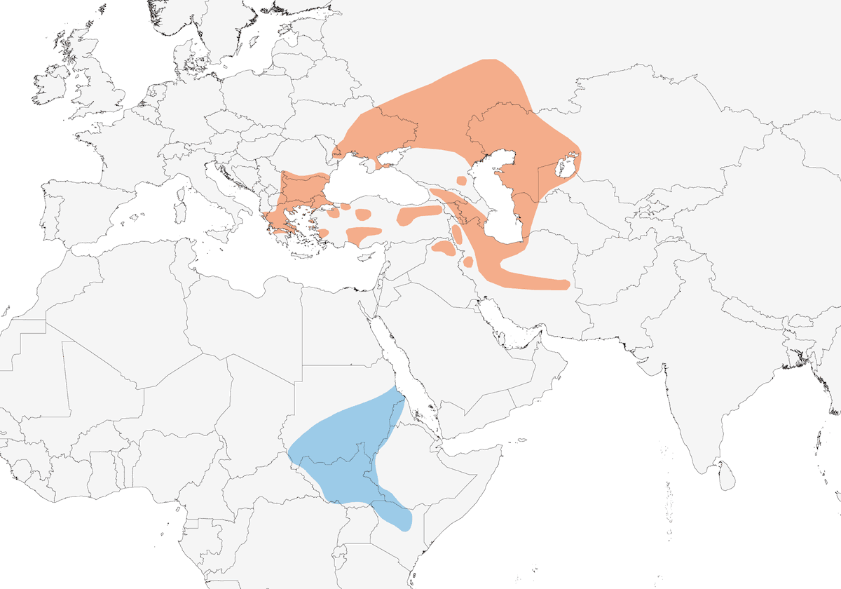 Épervier du Levant, Distribution 1