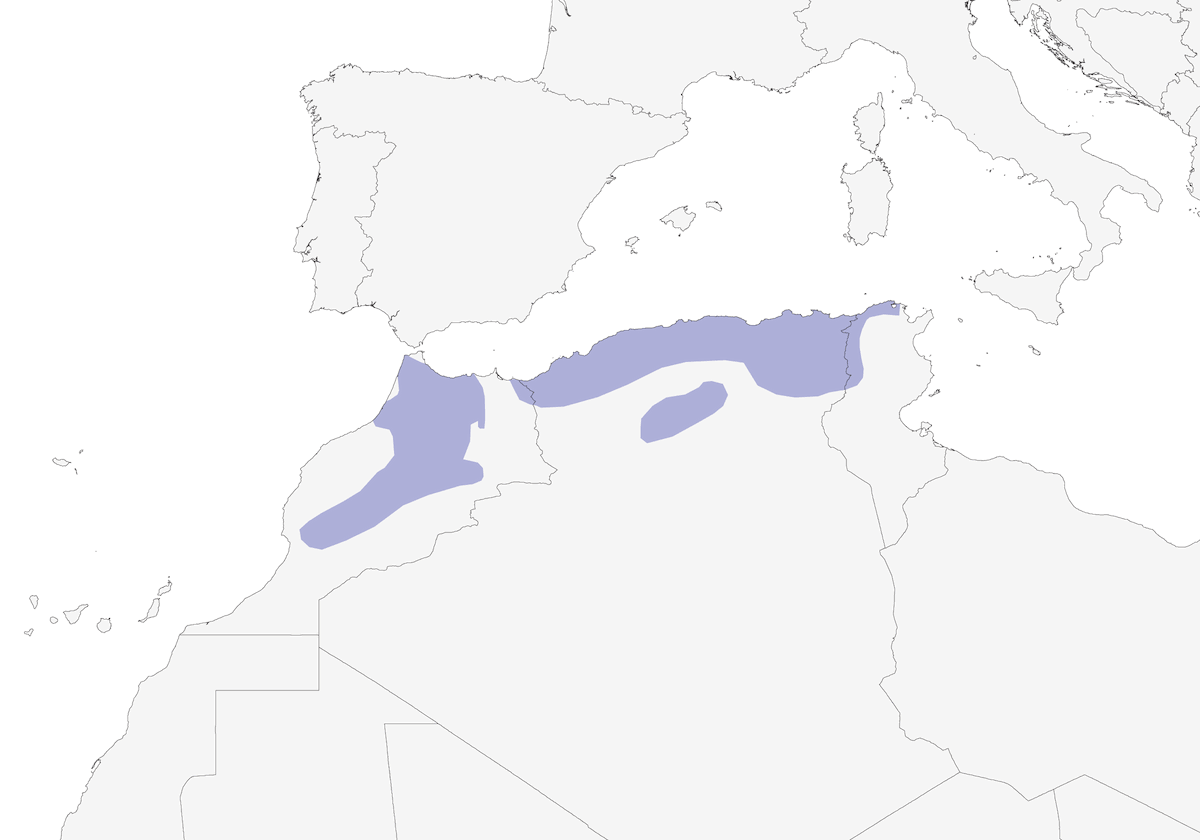 Picchio di Levaillant, Distribuzione 1
