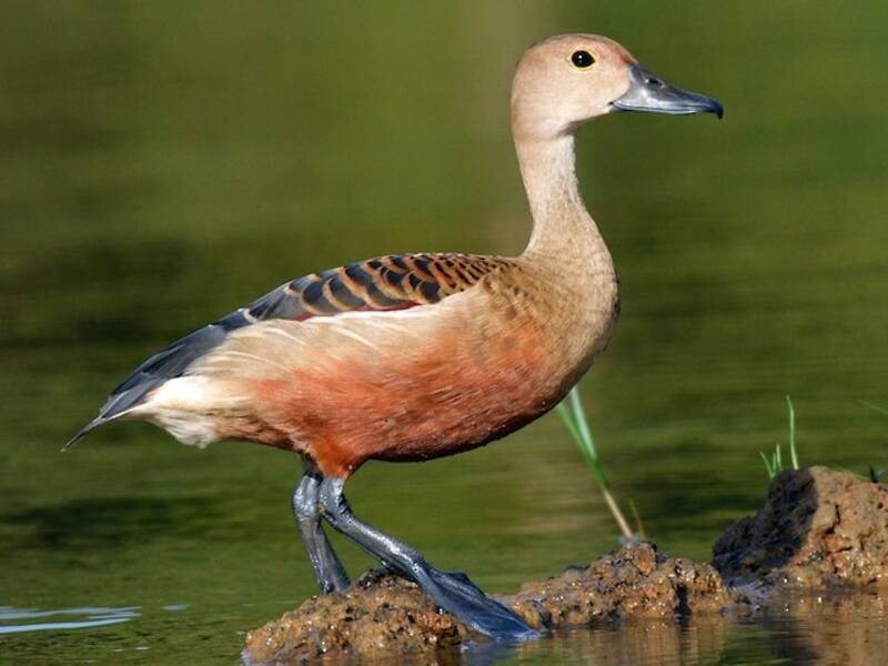 Dendrocygne à lunules