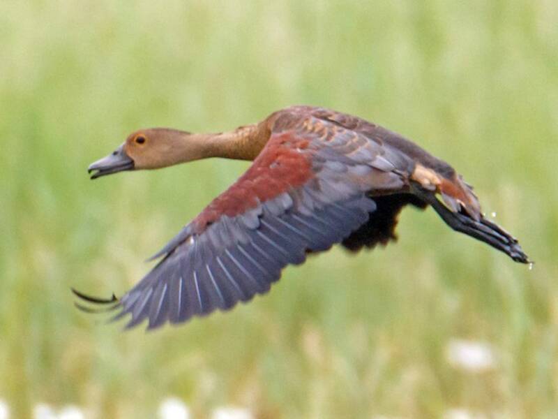 Lesser Whistling-Duck, Photos 3