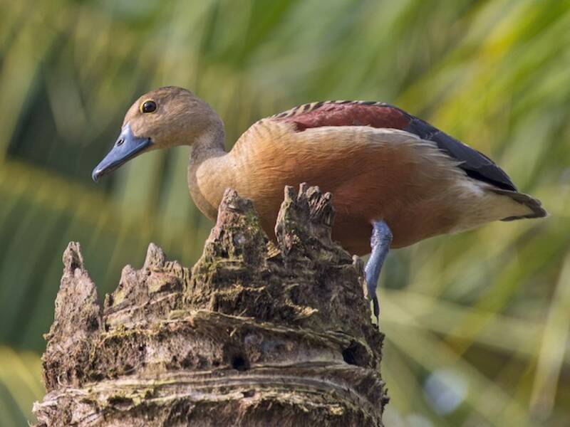 Lesser Whistling-Duck, Photos 2