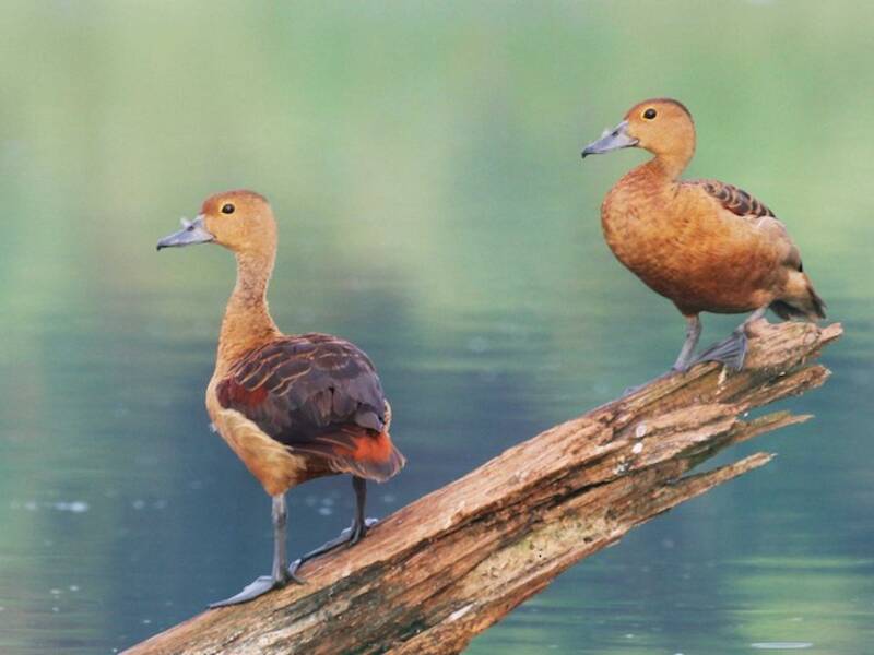 Lesser Whistling-Duck, Photos 4