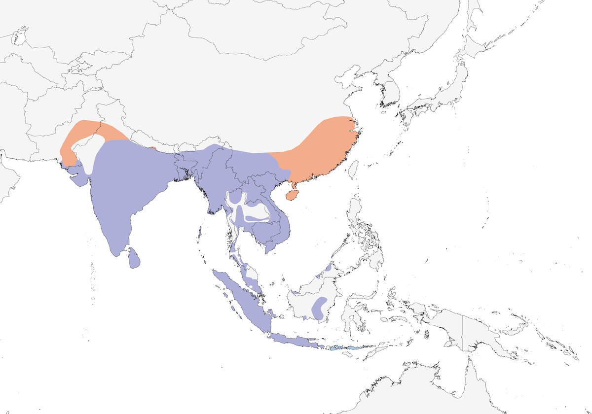 Lesser Whistling-Duck, Distribution 1
