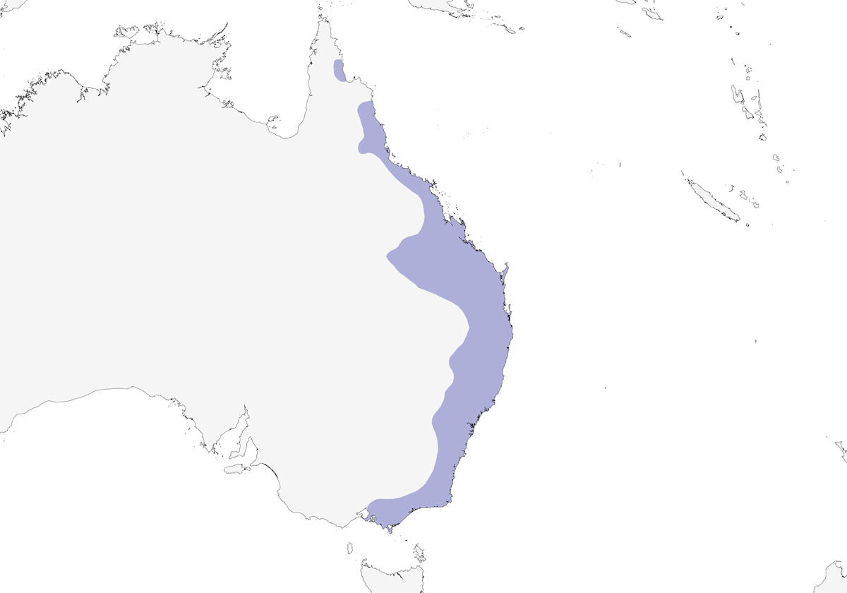 Mielero de Lewin, Distribución 1