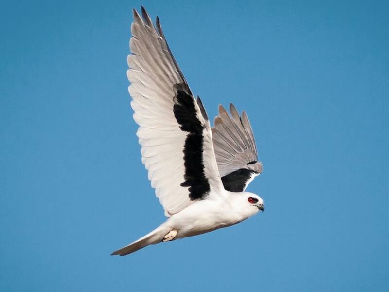 Letter-winged Kite (Elanus scriptus)