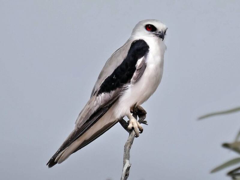 Letter-winged Kite, Photos 2