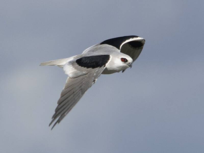 Letter-winged Kite, Photos 3