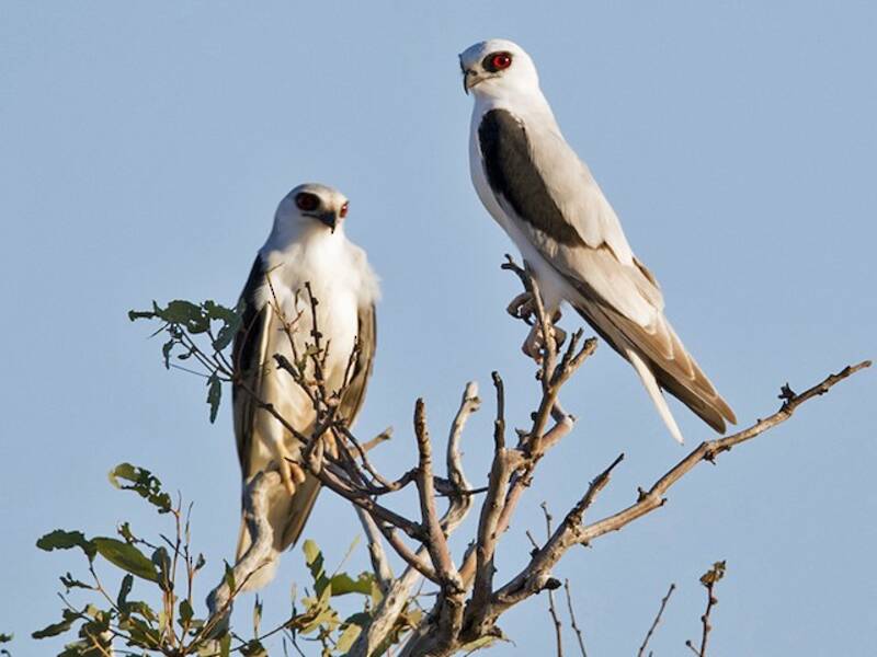 Letter-winged Kite, Photos 4
