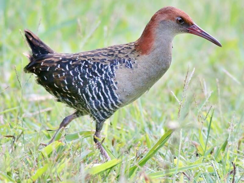 Lewin's Rail