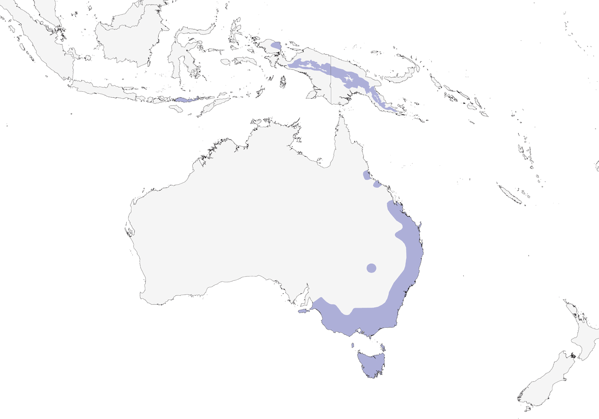 Rascón de Lewin, Distribución 1