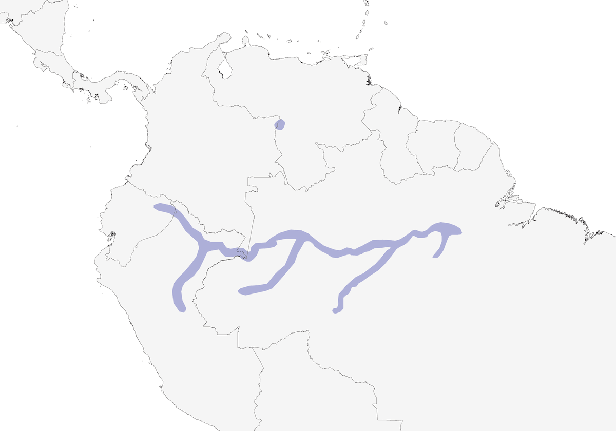 Tyran-hirondelle modeste, Distribution 1