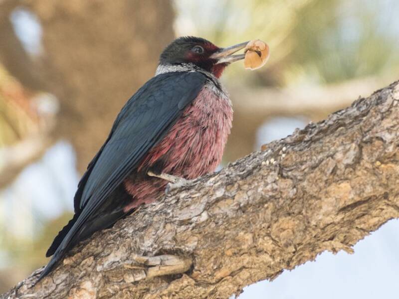 Lewis's Woodpecker