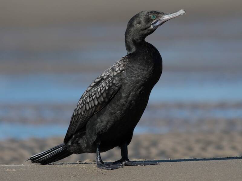 Little Black Cormorant, Photos 3