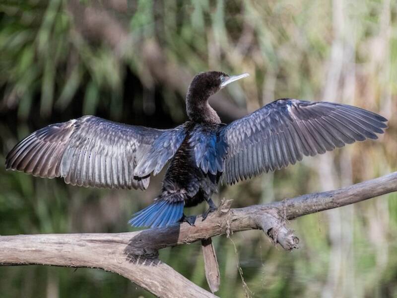 Little Black Cormorant, Photos 2