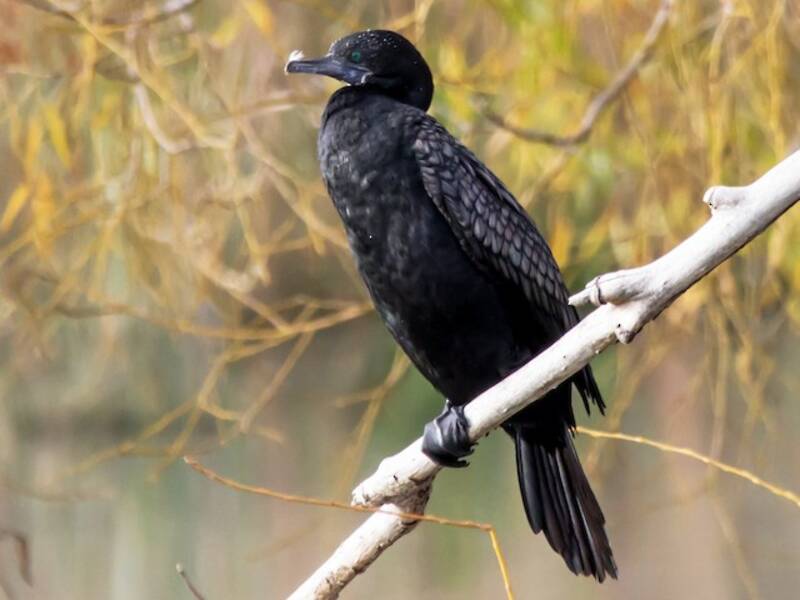 Little Black Cormorant, Photos 4