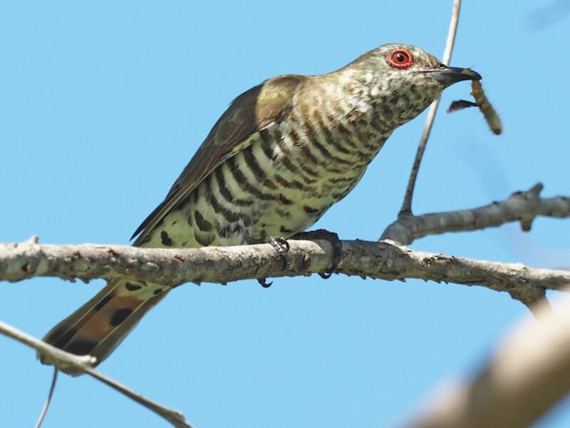 Little Bronze-Cuckoo, Photos 2