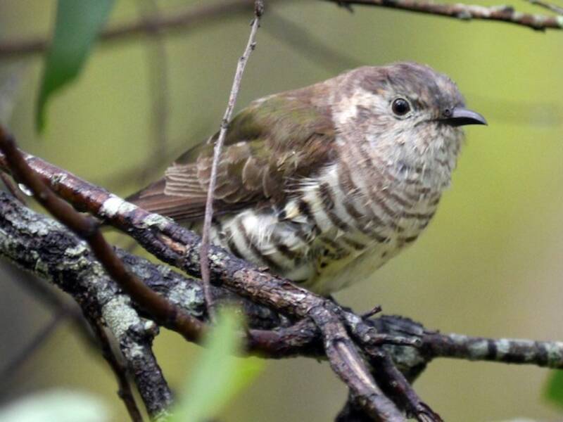 Little Bronze-Cuckoo, Photos 4