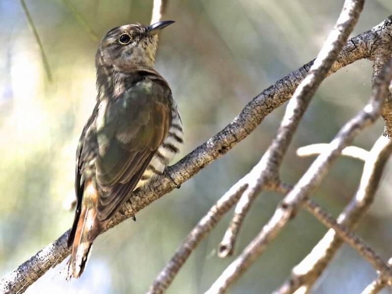 Little Bronze-Cuckoo, Photos 3