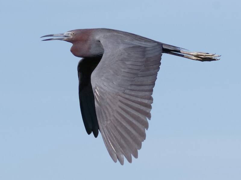 Aigrette bleue, Photos 3