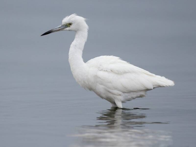Aigrette bleue, Photos 4