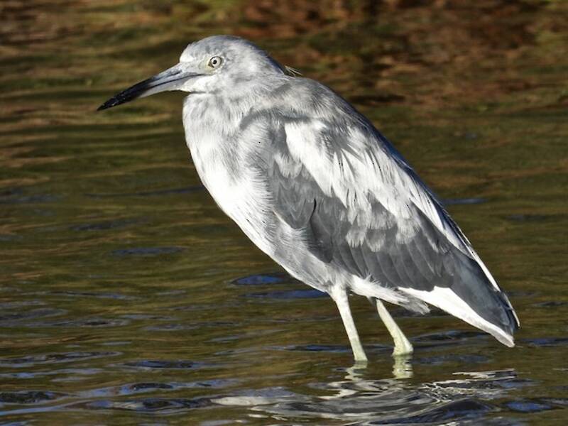 Little Blue Heron (Egretta caerulea)