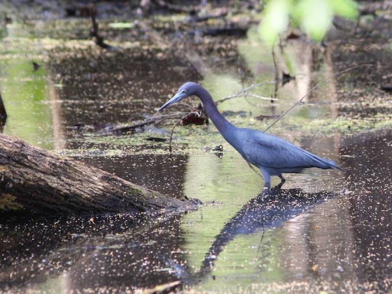 Aigrette bleue, Photos 2