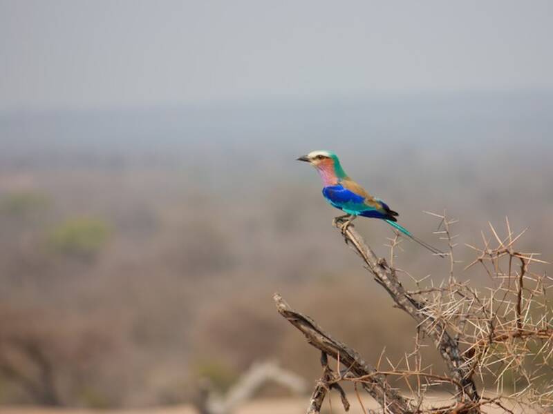 Lilac-breasted Roller (Coracias caudatus)