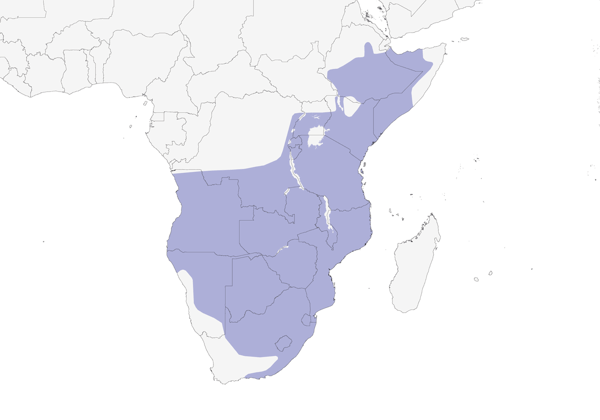 Ghiandaia marina pettolilla, Distribuzione 1