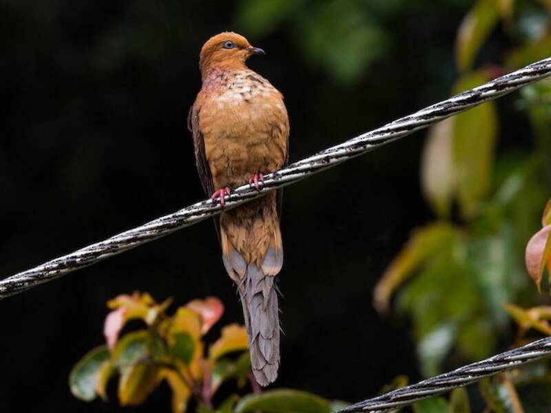 Little Cuckoo-Dove, Photos 3