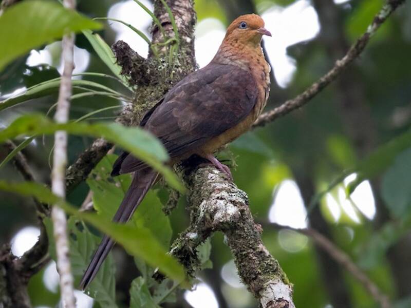 Little Cuckoo-Dove, Photos 2