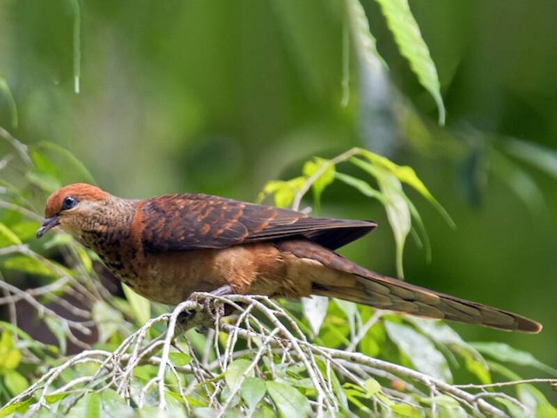 Little Cuckoo-Dove