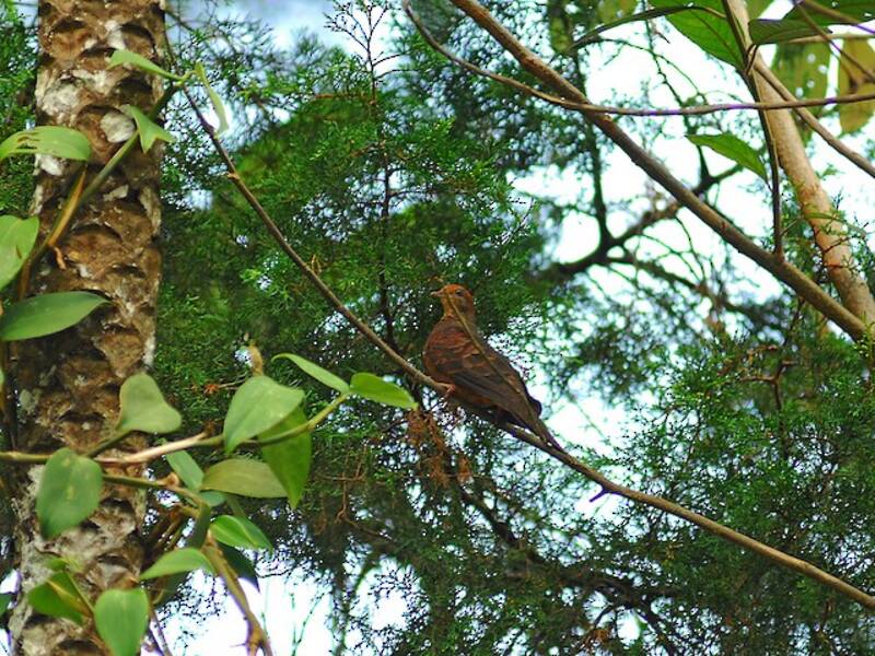 Little Cuckoo-Dove, Photos 4