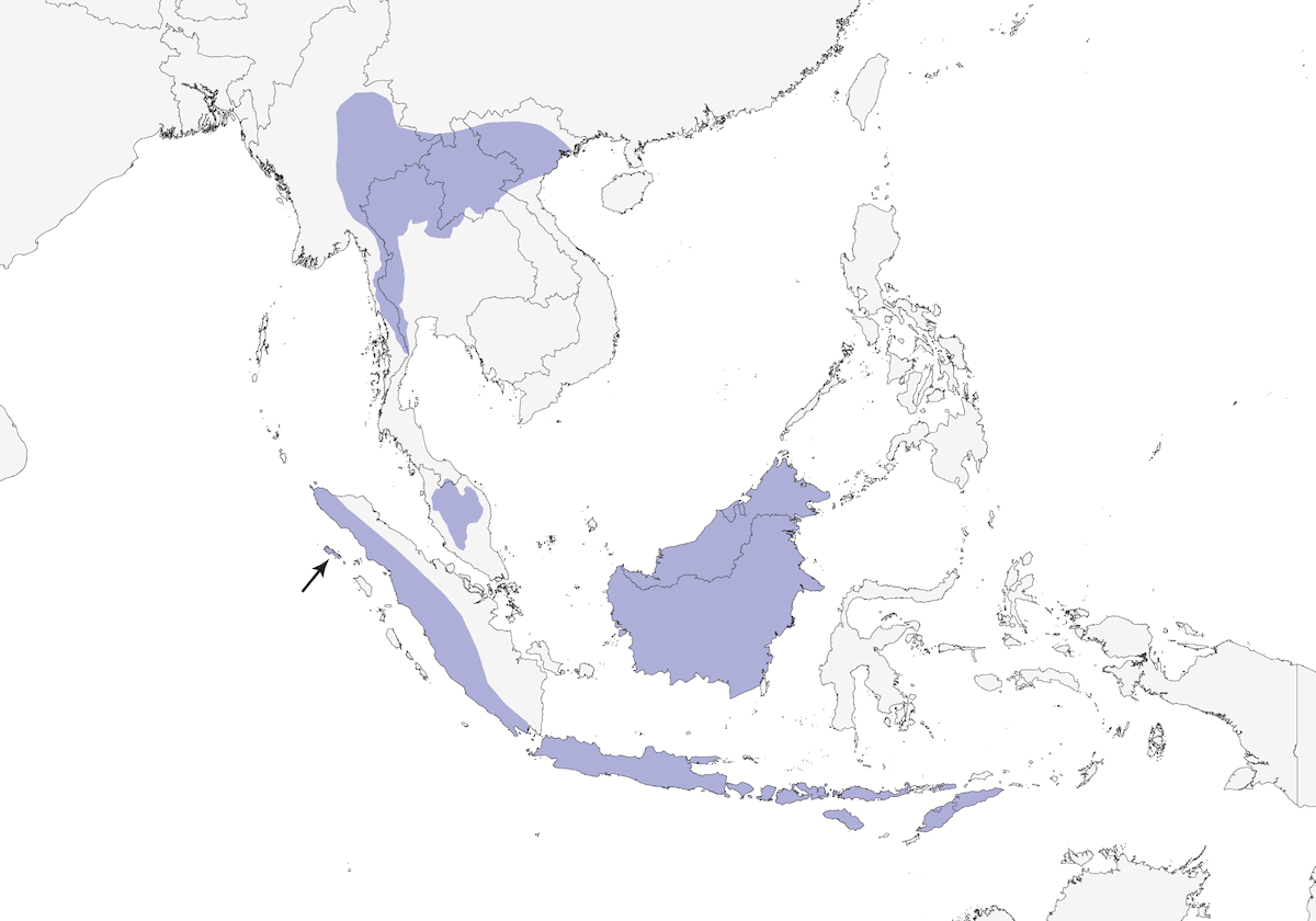 Little Cuckoo-Dove, Distribution 1