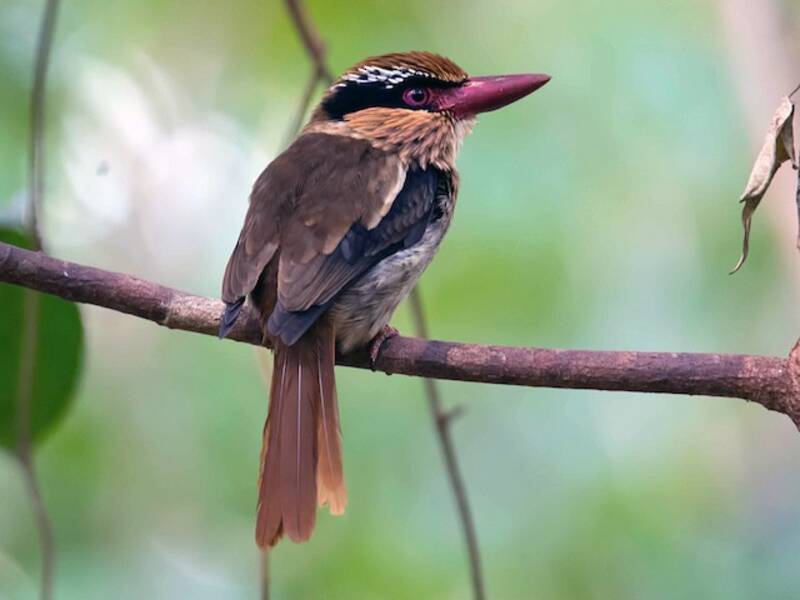 Sulawesi Lilac Kingfisher, Photos 4