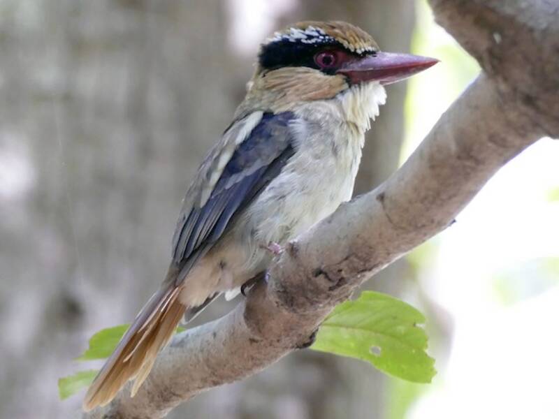 Sulawesi Lilac Kingfisher, Photos 3