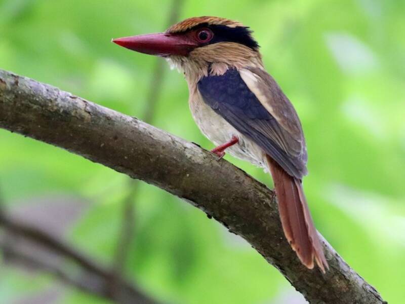 Sulawesi Lilac Kingfisher, Photos 2