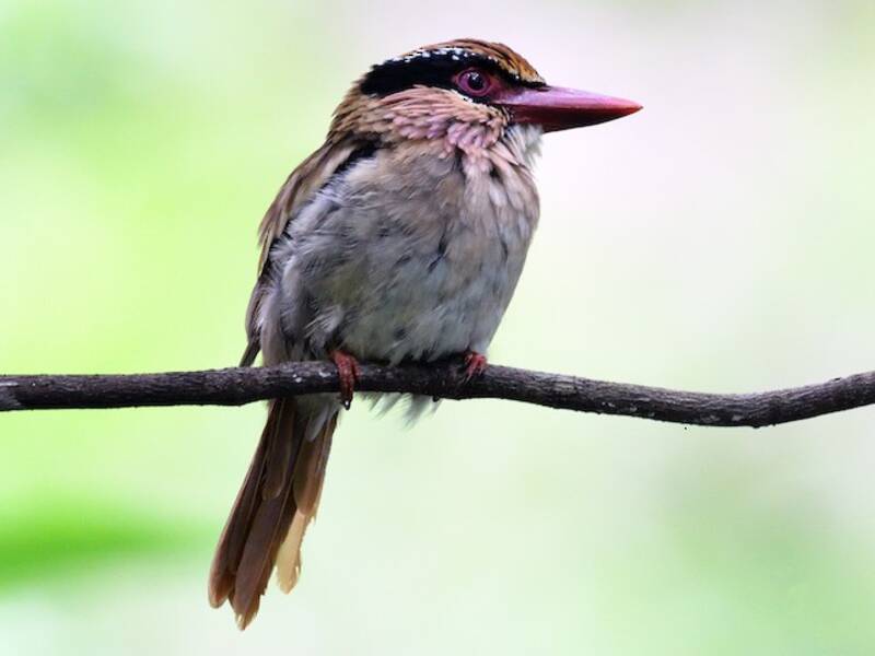 Sulawesi Lilac Kingfisher